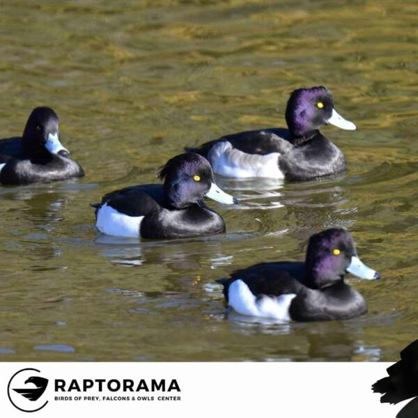 Enten Bestimmungskurs Deutschland – Bild 4