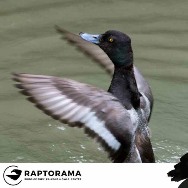 Enten Bestimmungskurs Deutschland – Bild 6