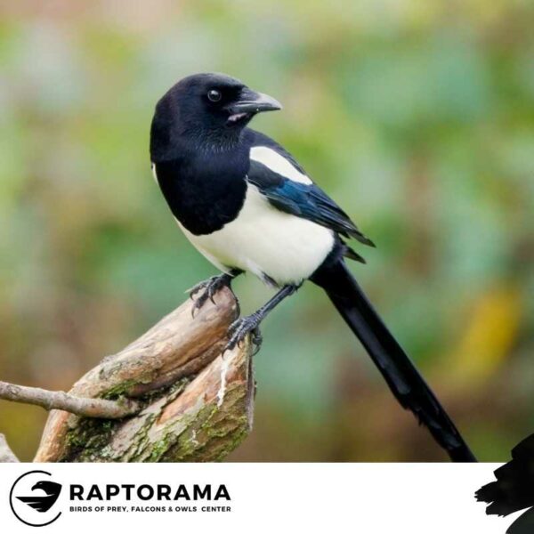 Rabenvogel Bestimmungskurs Deutschland
