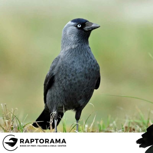 Rabenvogel Bestimmungskurs Deutschland – Bild 2