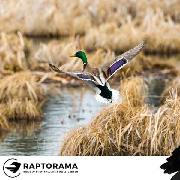 Enten Bestimmungskurs Deutschland