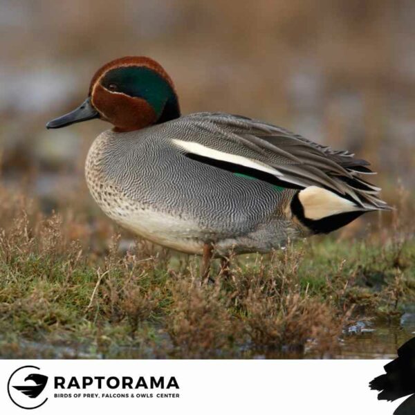 Enten Bestimmungskurs Deutschland – Bild 3