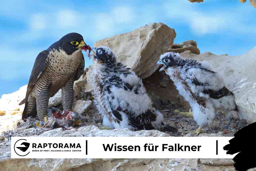 Fort- und Weiterbildung Falkner