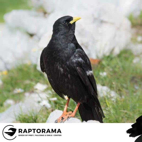 Rabenvogel Bestimmungskurs Deutschland – Bild 3