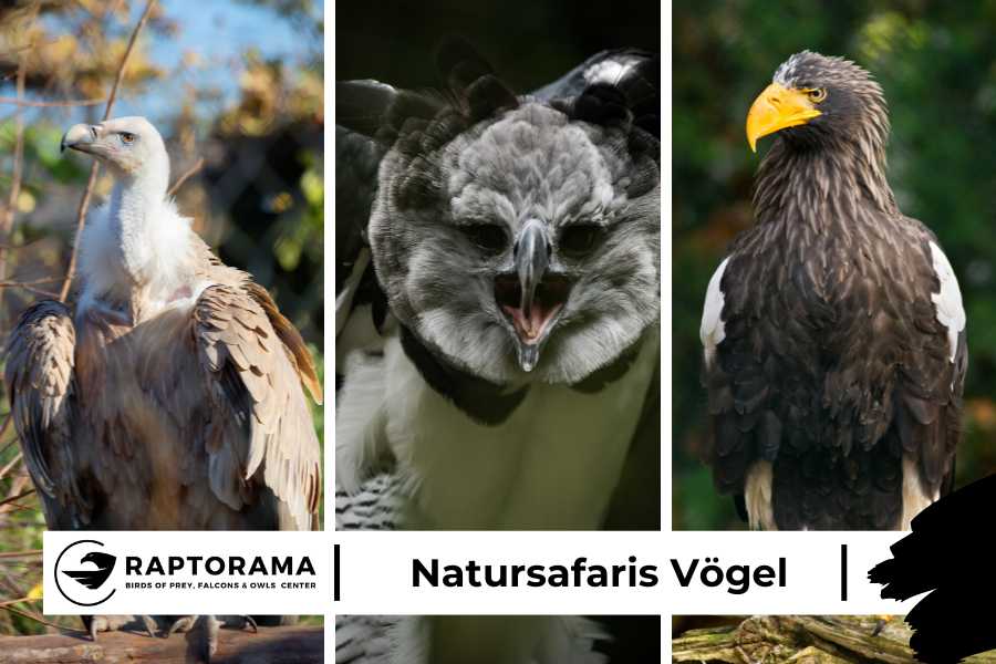 Natursafaris Vögel