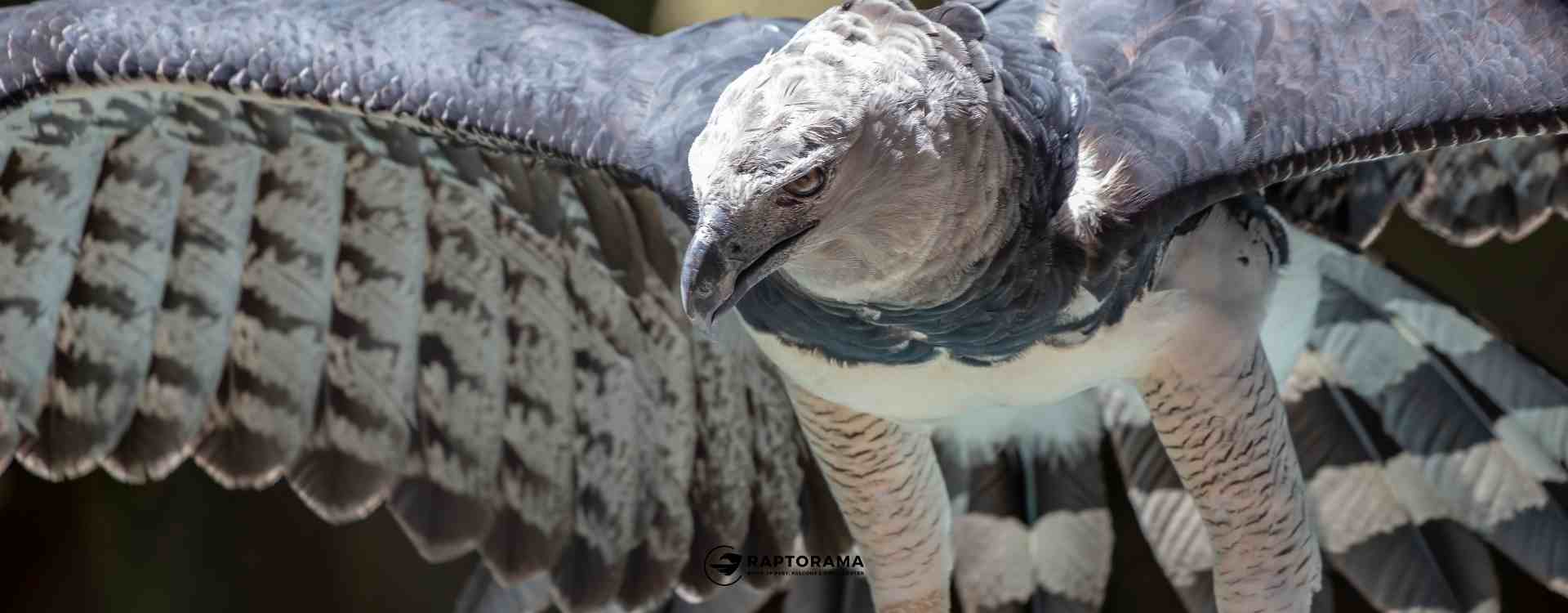 Ornithologische Reisen