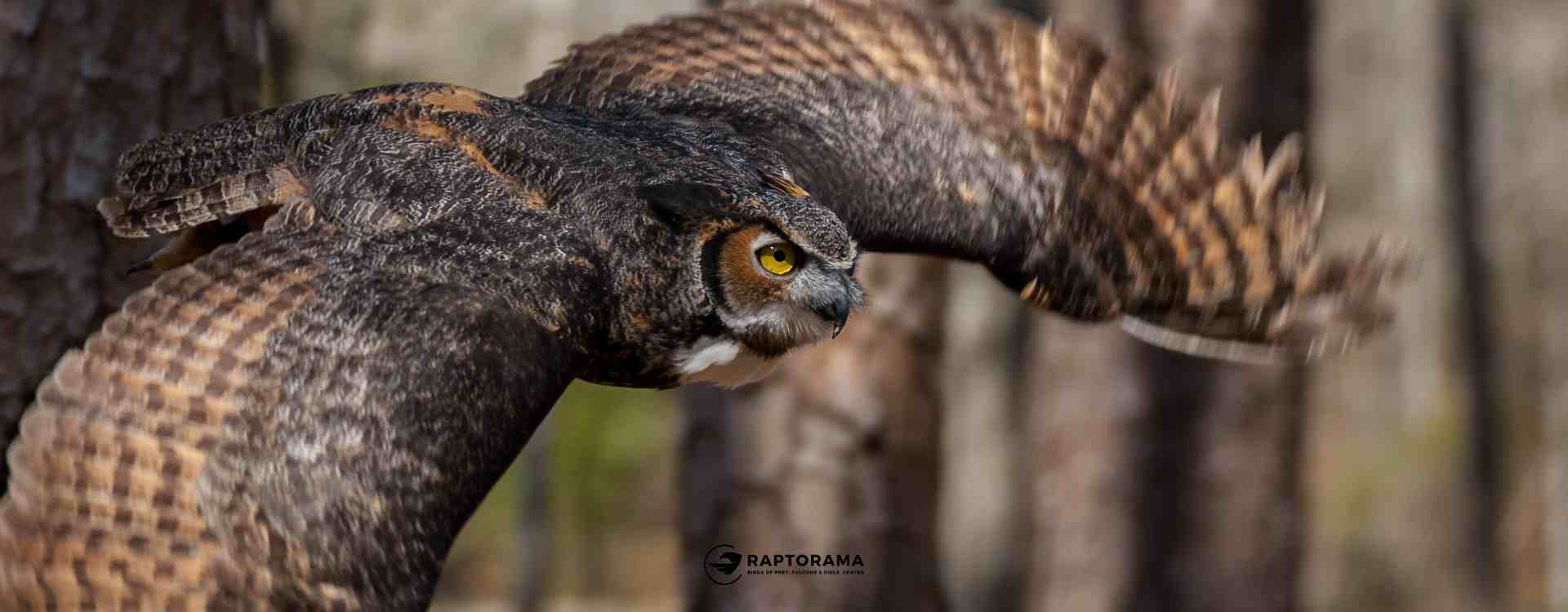 Patenschaften Greifvogel und Eulen