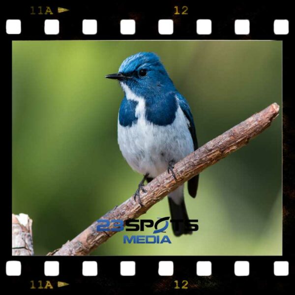 Vogelvideografie Fundamentals Kurs – Bild 6