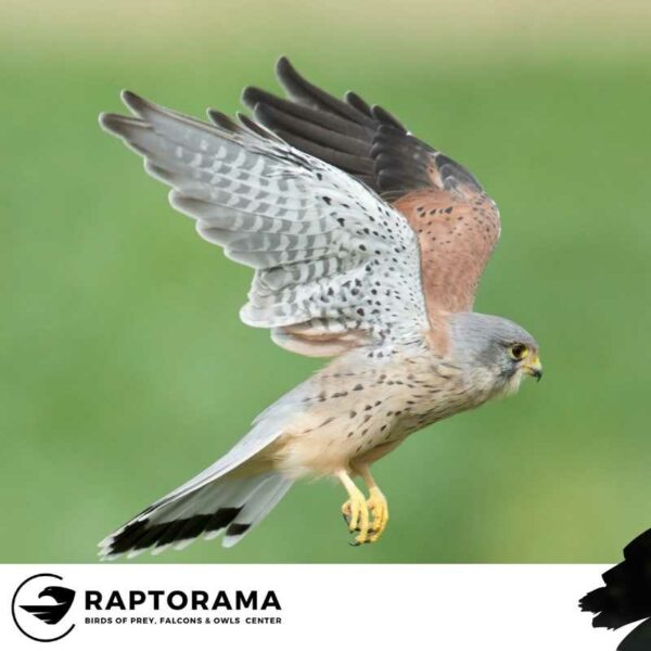 Greifvögel Uckermark Bestimmungskurs