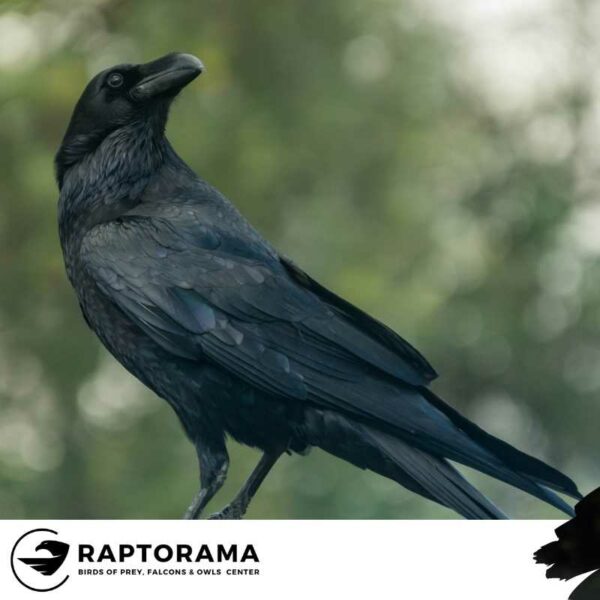 Rabenvogel Bestimmungskurs Deutschland – Bild 6