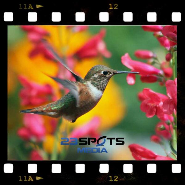 Vogelvideografie Fundamentals Kurs – Bild 3